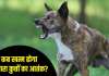 गरमपानी-खैरना में आवारा कुत्तों का आतंक, घर में काम करने आए बढ़ई को बनाया निशाना