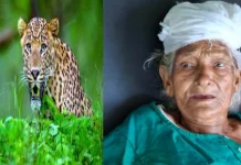 रात 3 बजे कमरे में घुसा तेंदुआ,चीख-पुकार मचाने पर बची 88 वर्षीय बुजुर्ग की जान, ग्रामीणों में खौफ